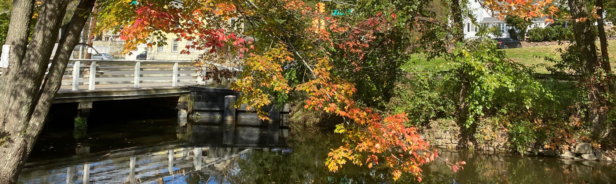 Seasonal follage along canal